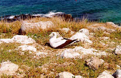 58kb - Atobá na Ilha de Santa Bárbara